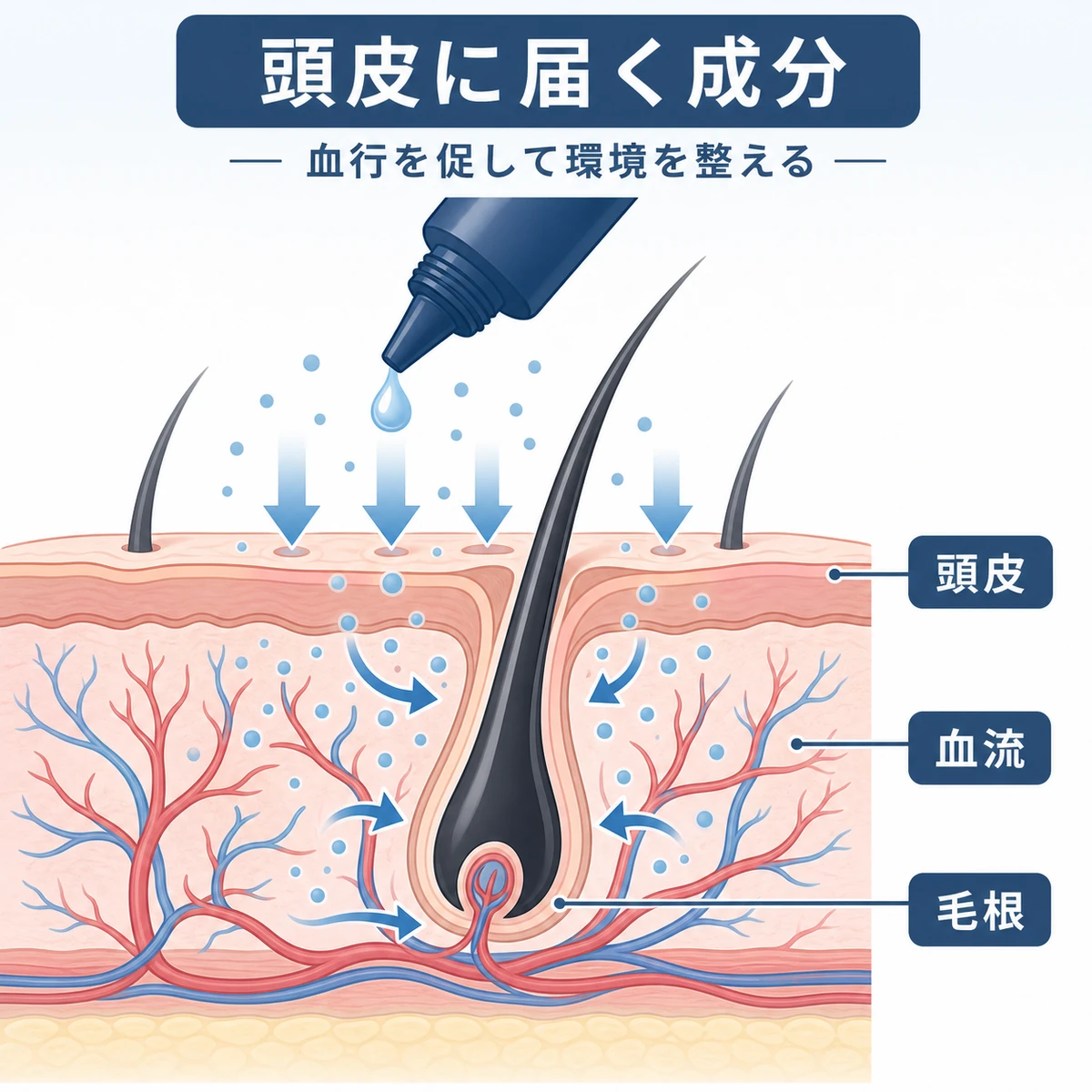 育毛剤の成分が頭皮の血流を促して毛根に届くしくみを表した頭皮断面の医療イラスト
