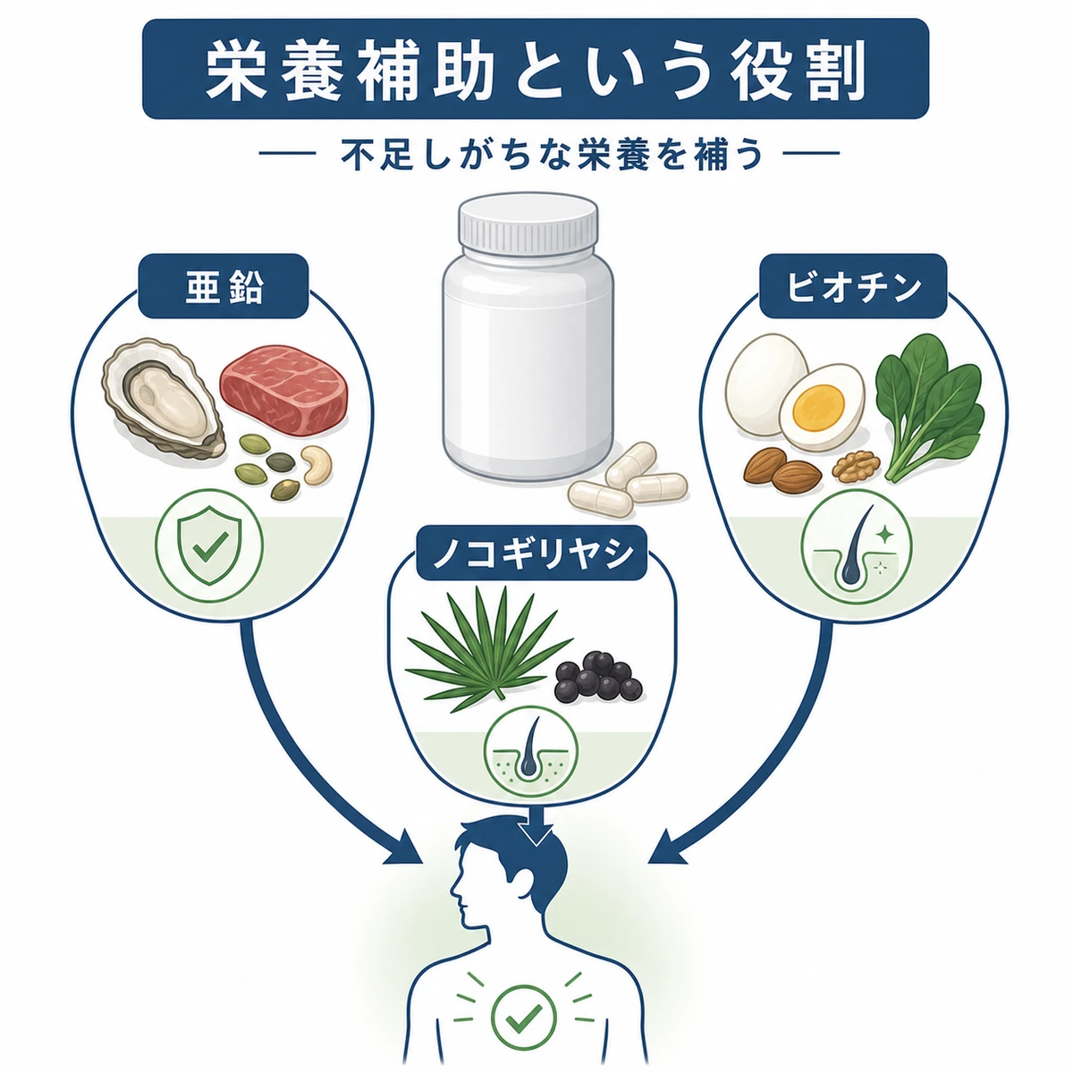 育毛サプリの亜鉛やビオチンなどの栄養素が内側から髪を支える補助の役割を表した医療イラスト