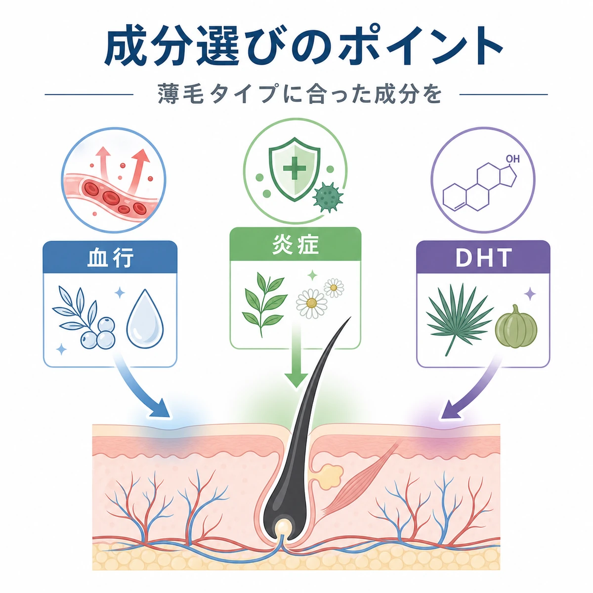 育毛剤の代表的な成分と期待される働きを分類した医療イラスト