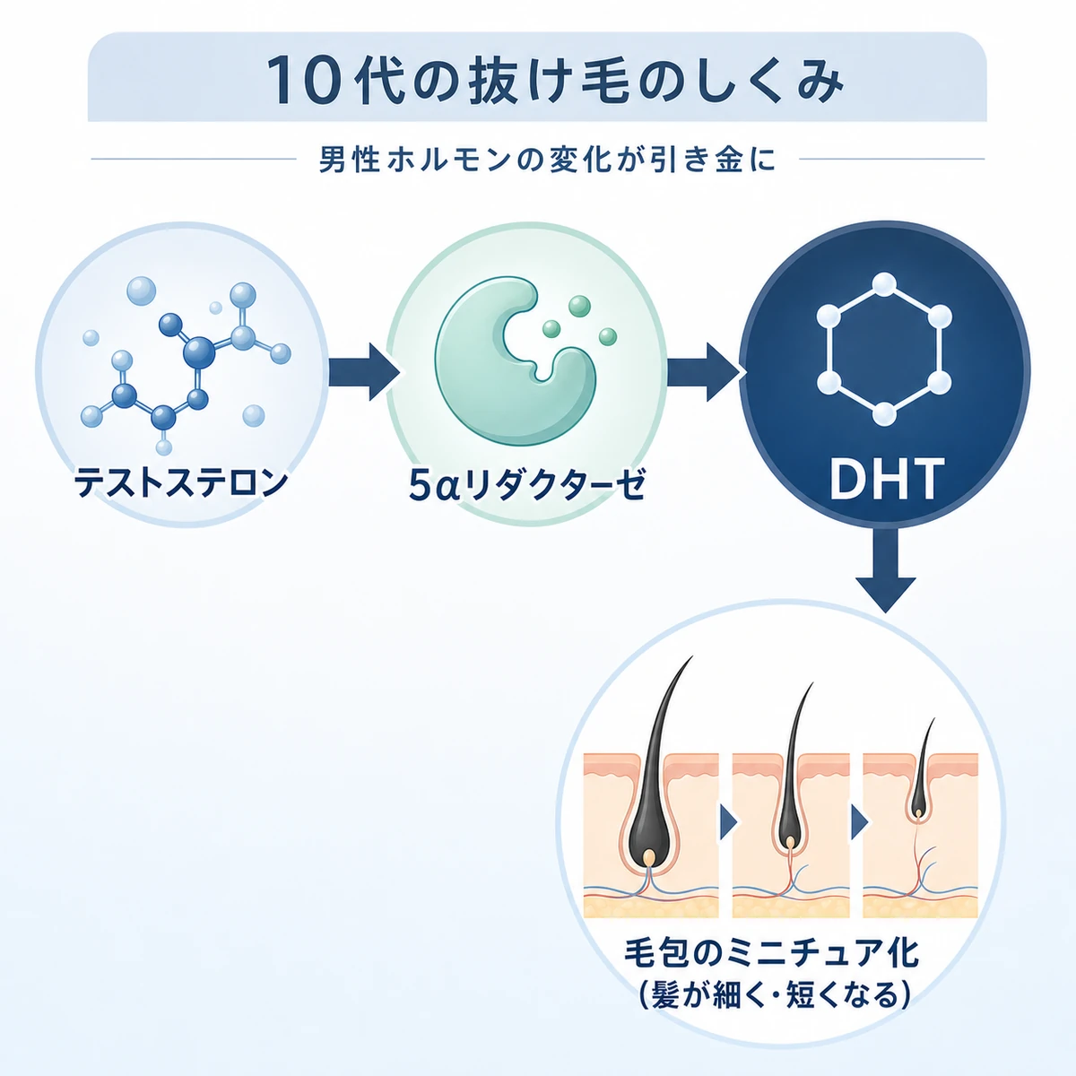 テストステロンがDHTに変化して毛包に影響する流れを表した医療イラスト