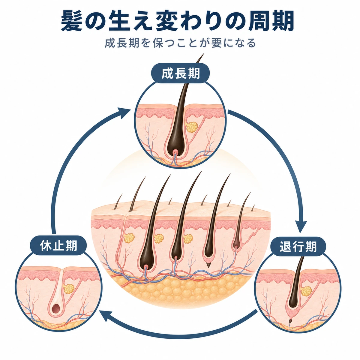 髪が成長期から退行期を経て休止期へと循環するヘアサイクルの仕組みを表した医療イラスト
