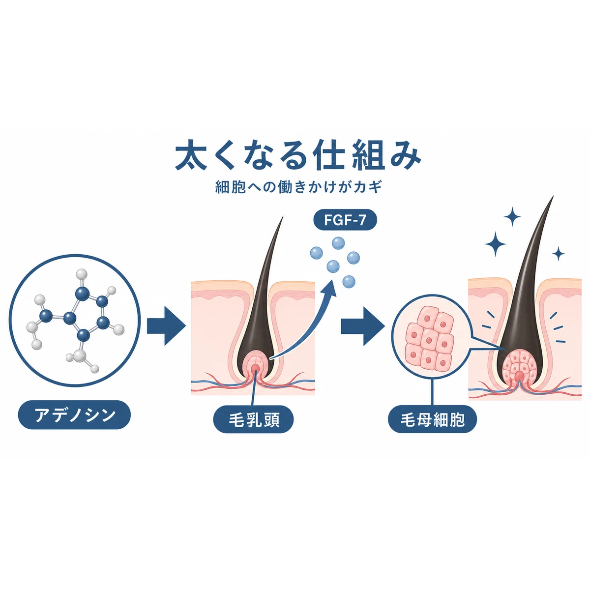 アデノシンが毛乳頭細胞に働きかけFGF-7を経て髪が太く育つ仕組みを表した医療イラスト