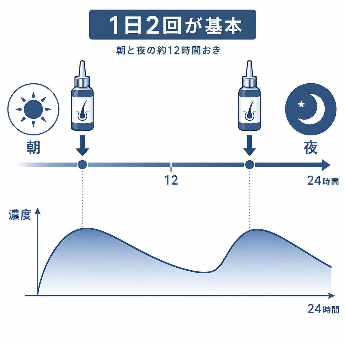 育毛剤を朝と夜の1日2回塗ることで成分濃度が保たれる流れを表した医療イラスト