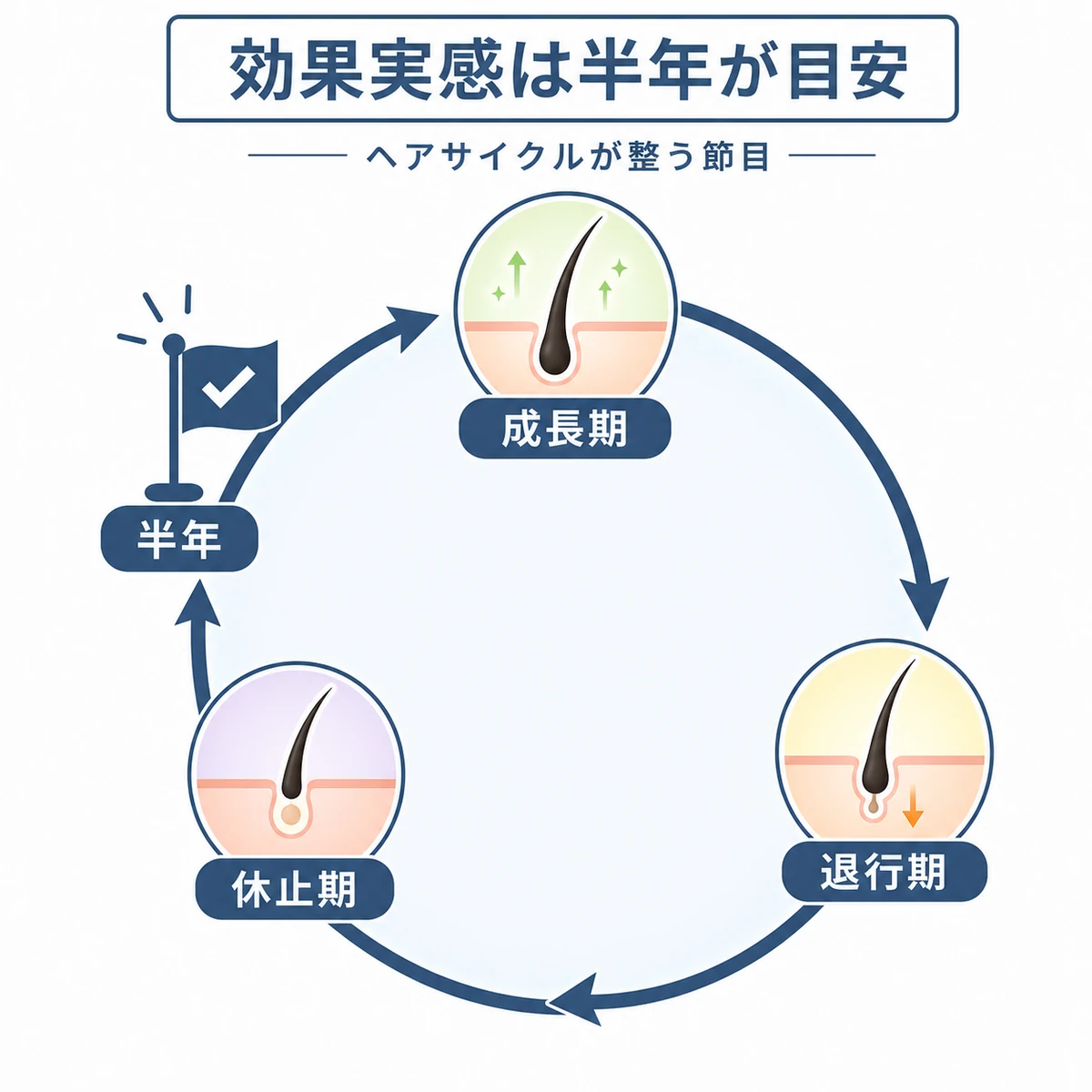 ヘアサイクルが半年かけて整い効果を実感するまでの流れを表した医療イラスト