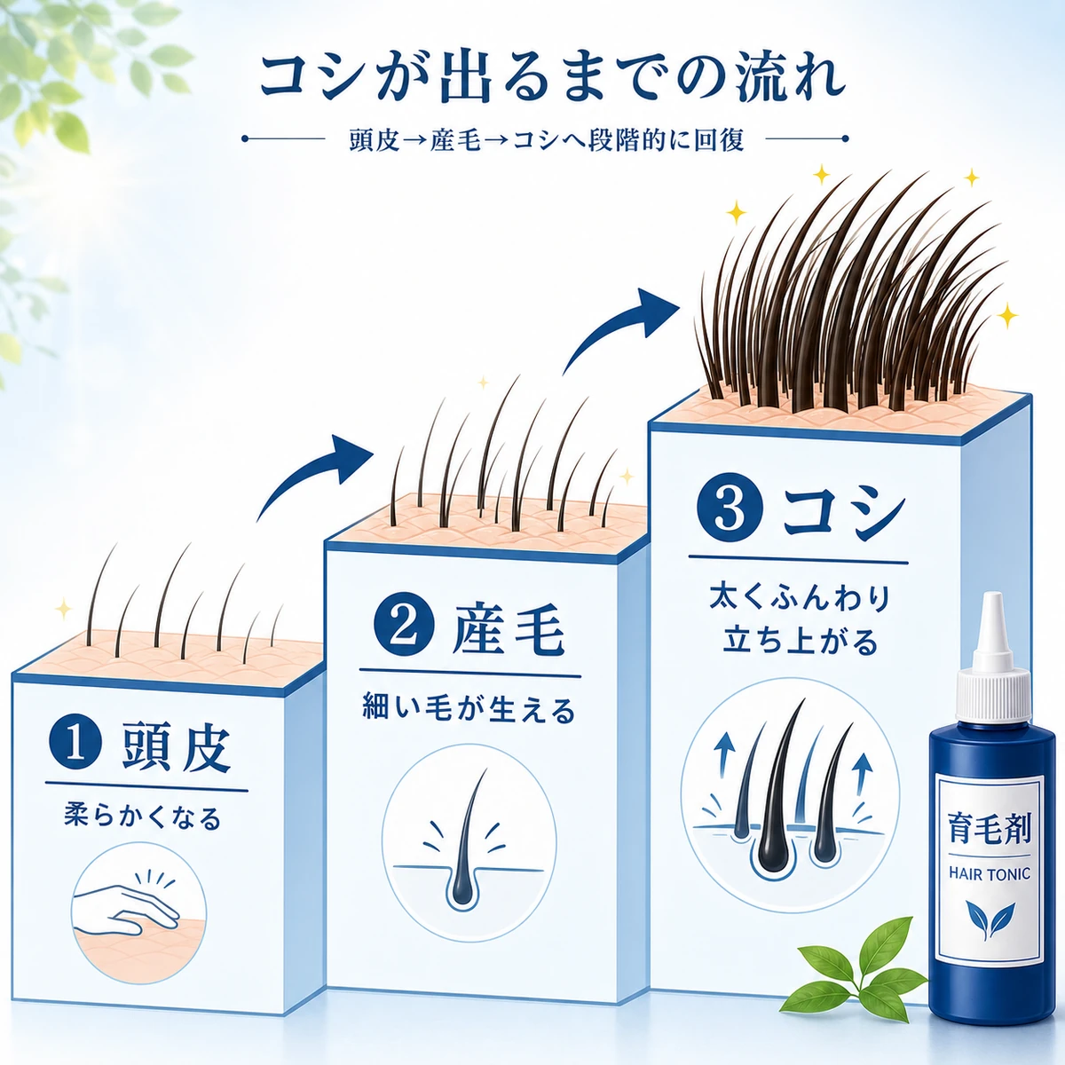 頭皮の改善から産毛の成長を経て髪にコシが出るまでの回復を段階的に表した医療イラスト