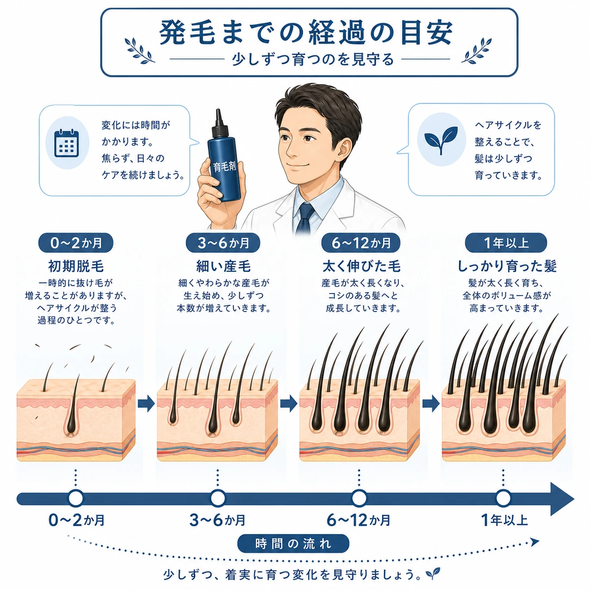初期脱毛の後に産毛から太い髪へ左から右へ育っていく発毛経過のタイムラインを表した医療イラスト