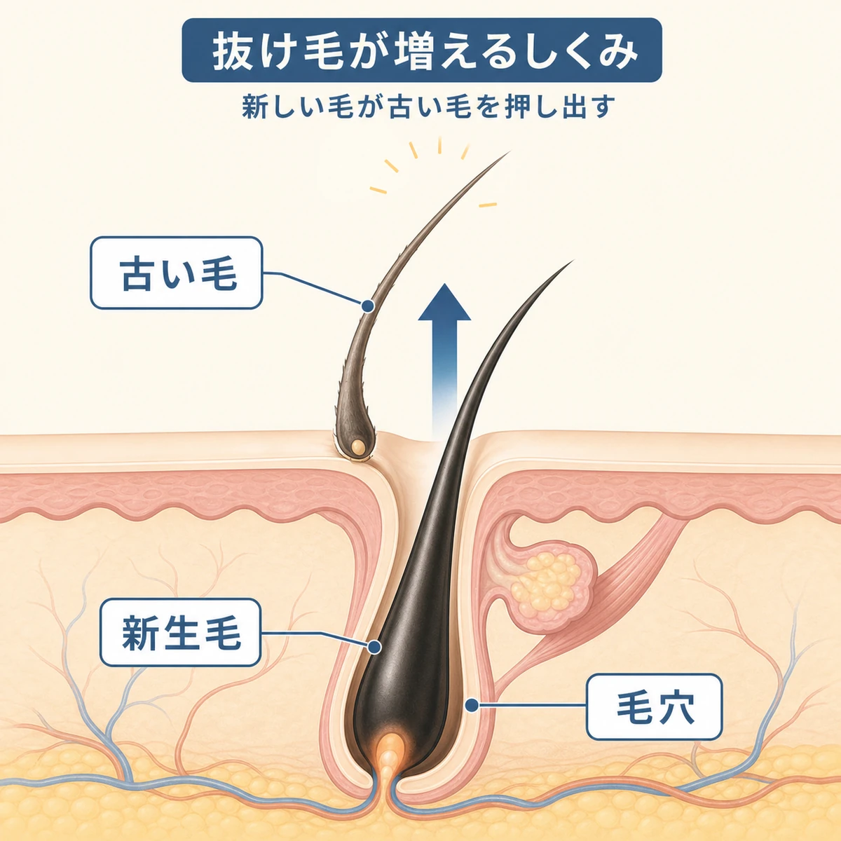 毛穴の奥から生えた新しい毛が古い毛を上へ押し出すしくみを表した医療イラスト