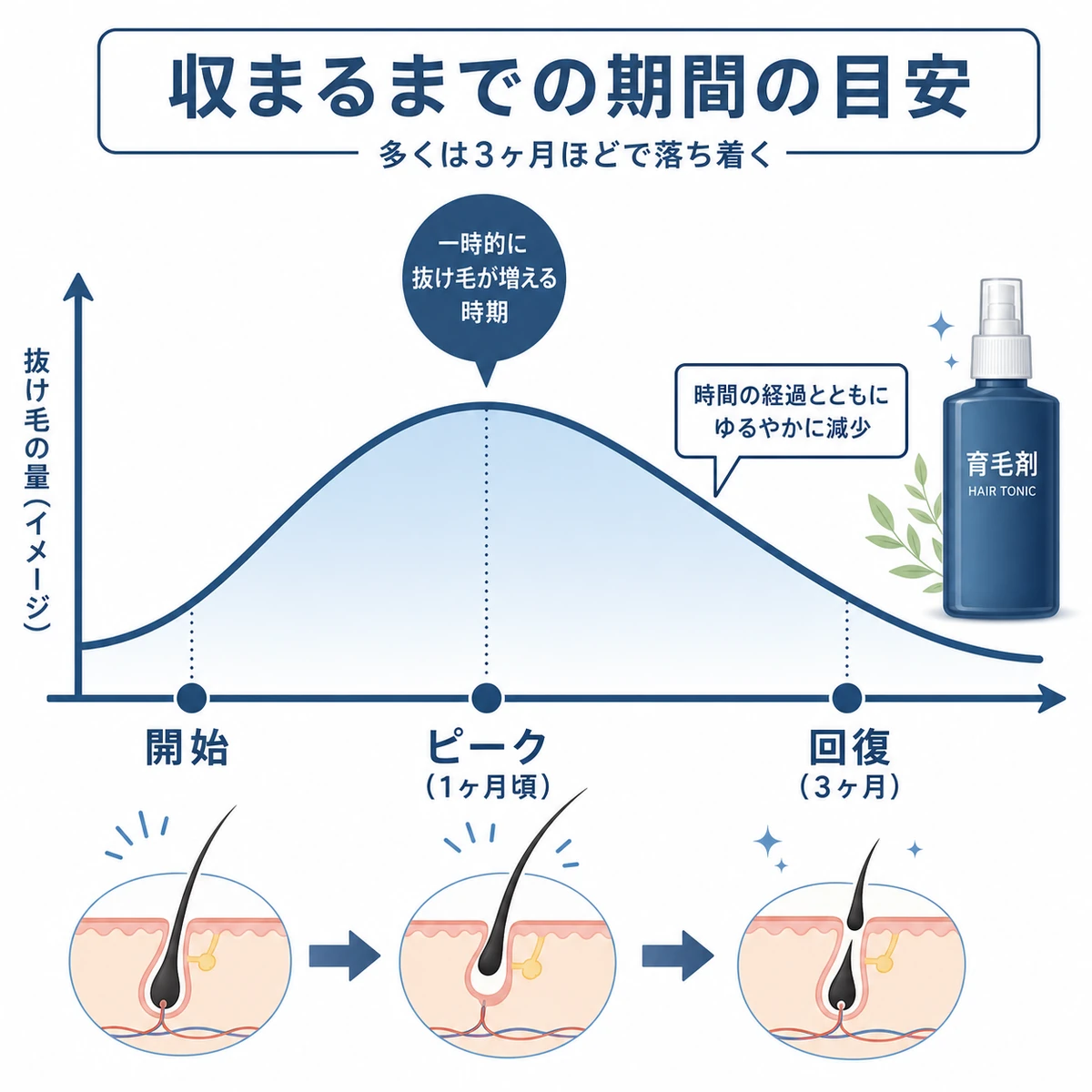 初期脱毛の抜け毛がピーク後に減り回復へ向かう期間の目安を表した医療イラスト