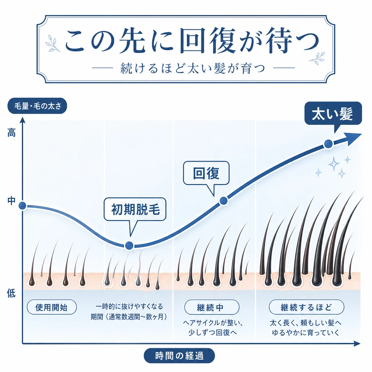 初期脱毛の谷を越えて毛量が回復し太い髪が育つ推移を表した医療イラスト