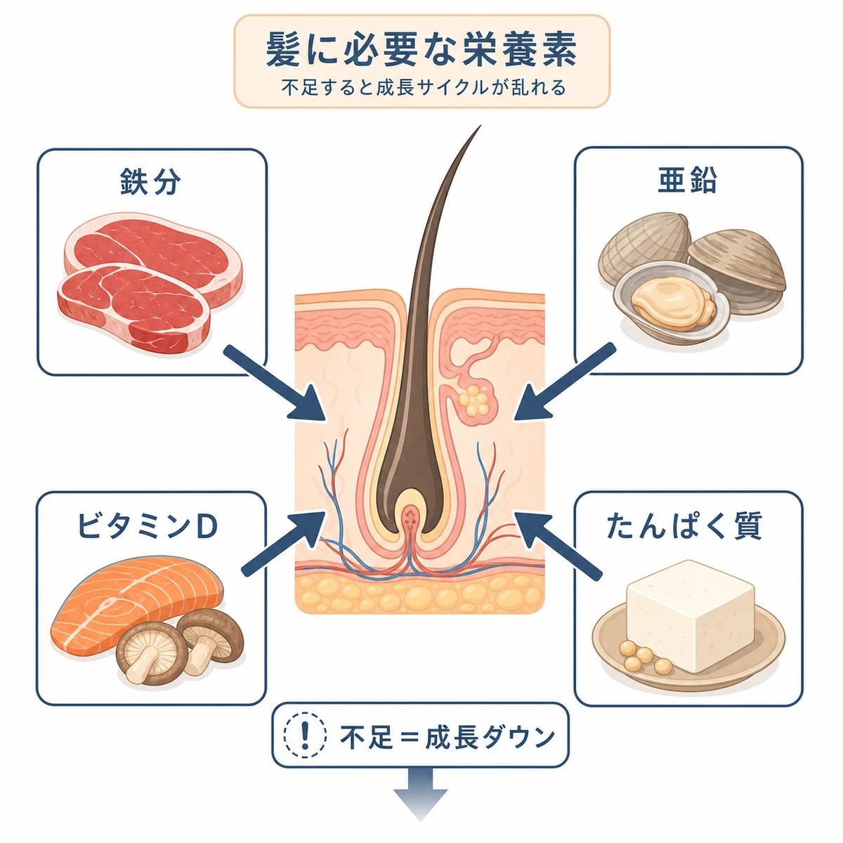 鉄分や亜鉛など髪の成長に必要な栄養素が毛根に届く様子を表した医療イラスト