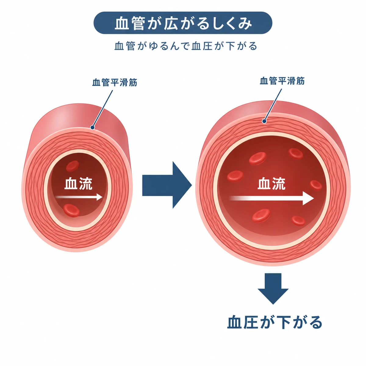 血管が広がって血圧が下がる仕組みを狭い血管と広い血管の対比で表した医療イラスト
