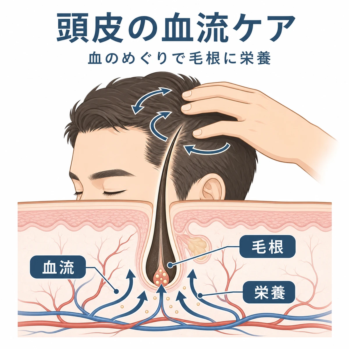 頭皮の血流が毛根へ栄養を届ける仕組みを表した医療イラスト