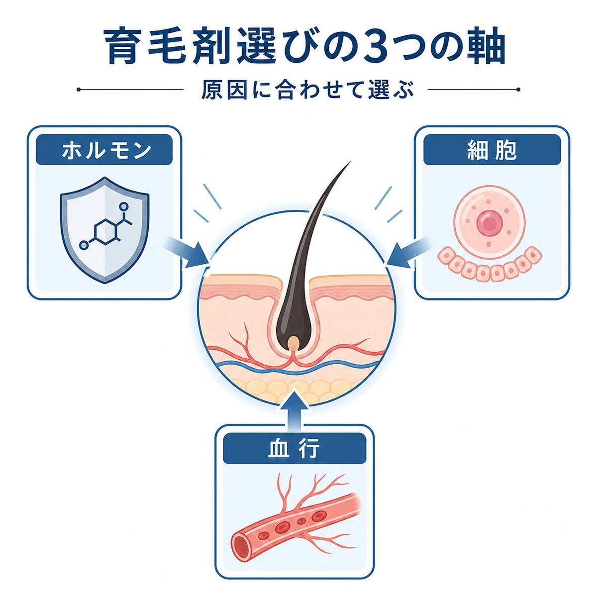 生え際ケアに必要なホルモン抑制と細胞活性と血行促進の3要素の関係を表した医療イラスト