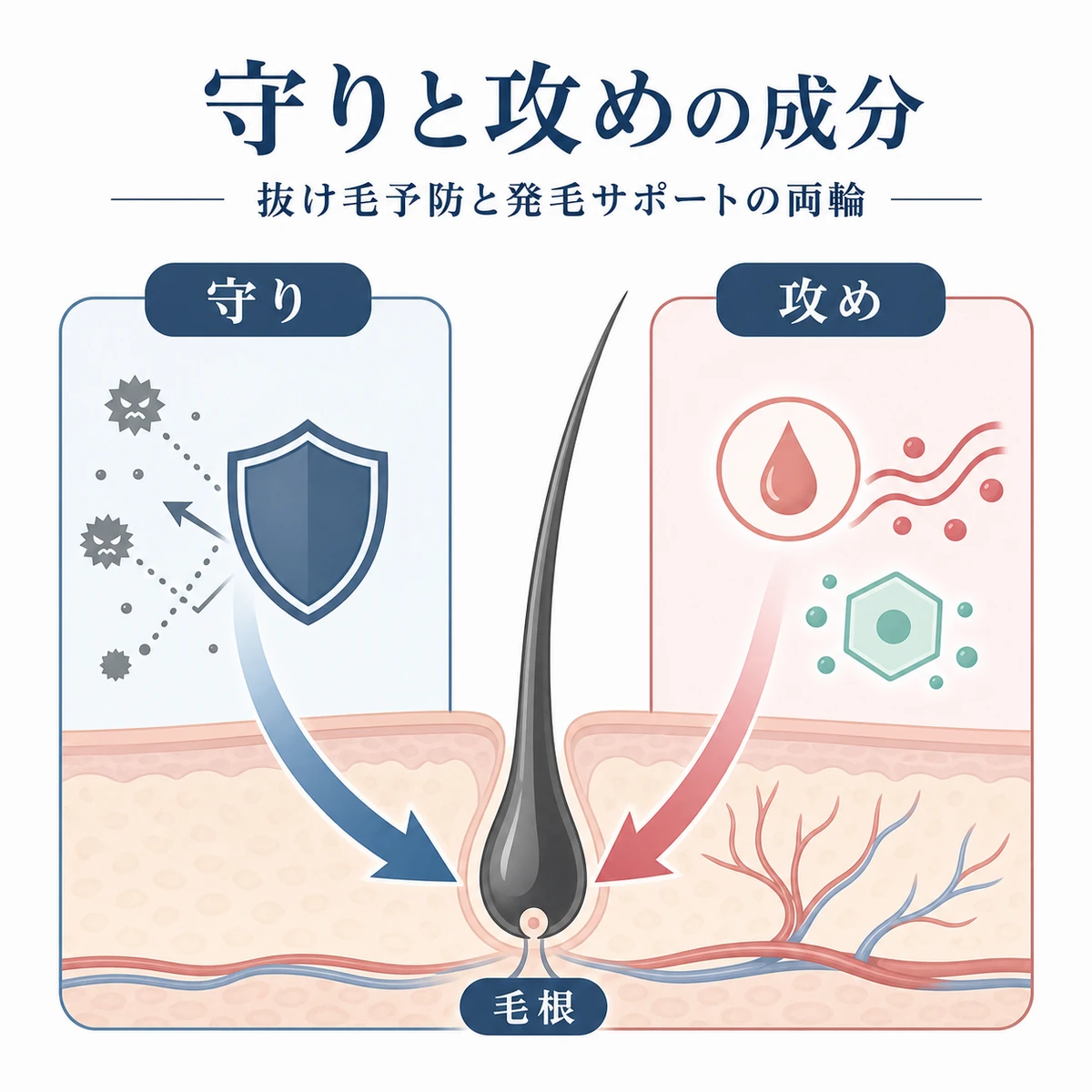 抜け毛を防ぐ守りの成分と栄養を届ける攻めの成分を左右で対比した医療イラスト