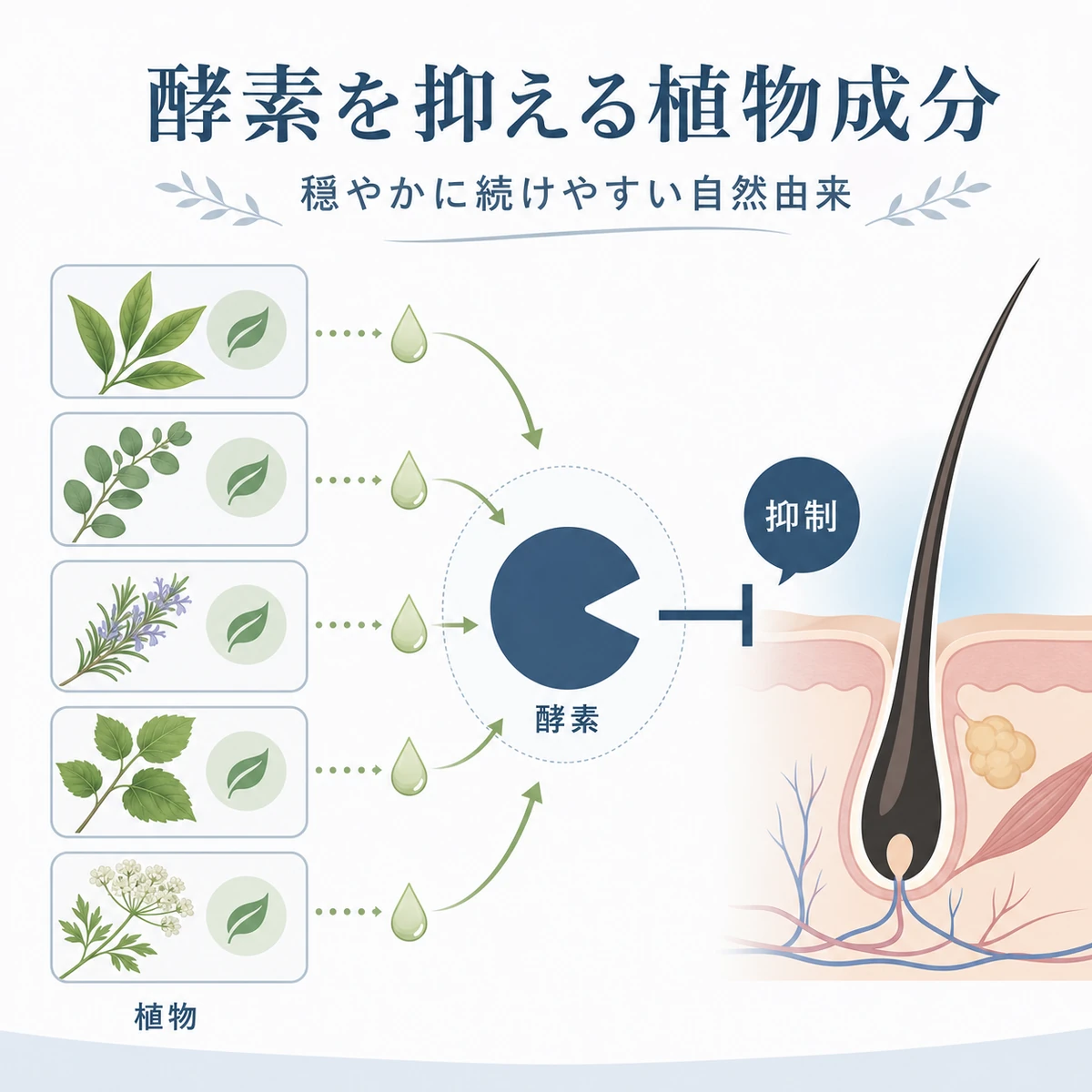 植物由来エキスが5αリダクターゼの働きを取り囲んで抑えるしくみを表した医療イラスト