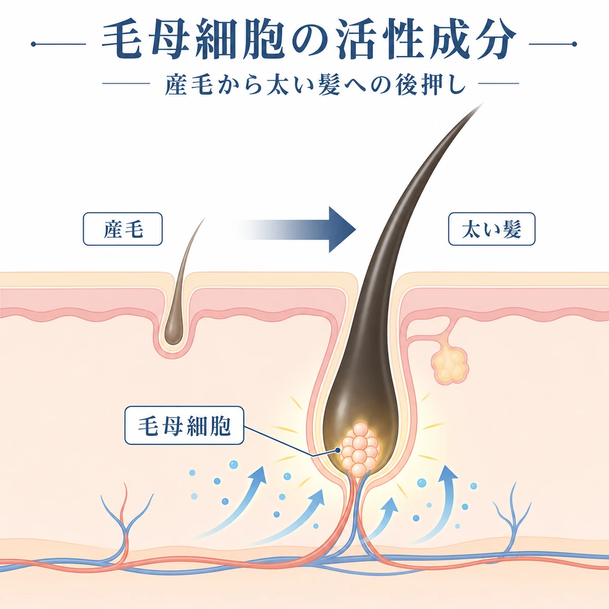 活性成分が毛乳頭を刺激して産毛が太く育つ様子を描いた頭皮断面の医療イラスト
