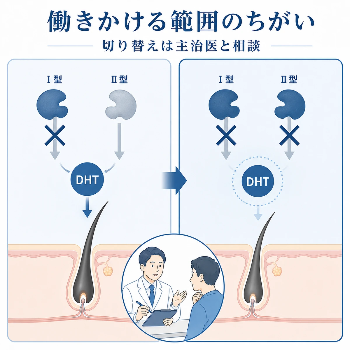 2種類の酵素への働きかけの範囲の違いを比べた医療イラスト