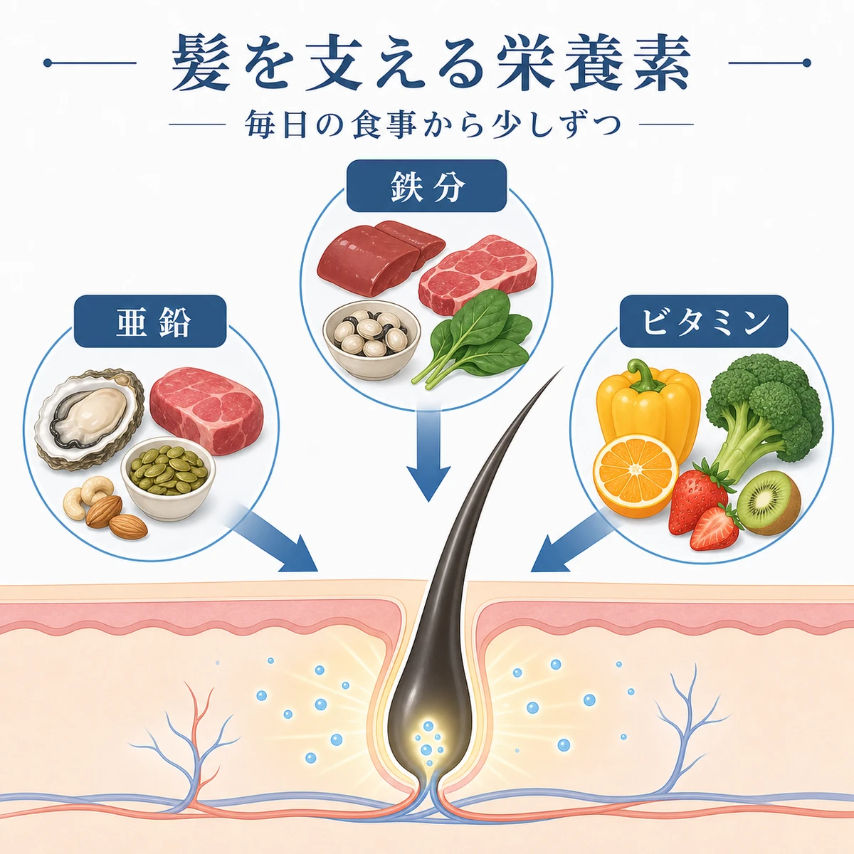 亜鉛やビオチンなど毛髪を支える栄養素と食品の関係を表した医療イラスト