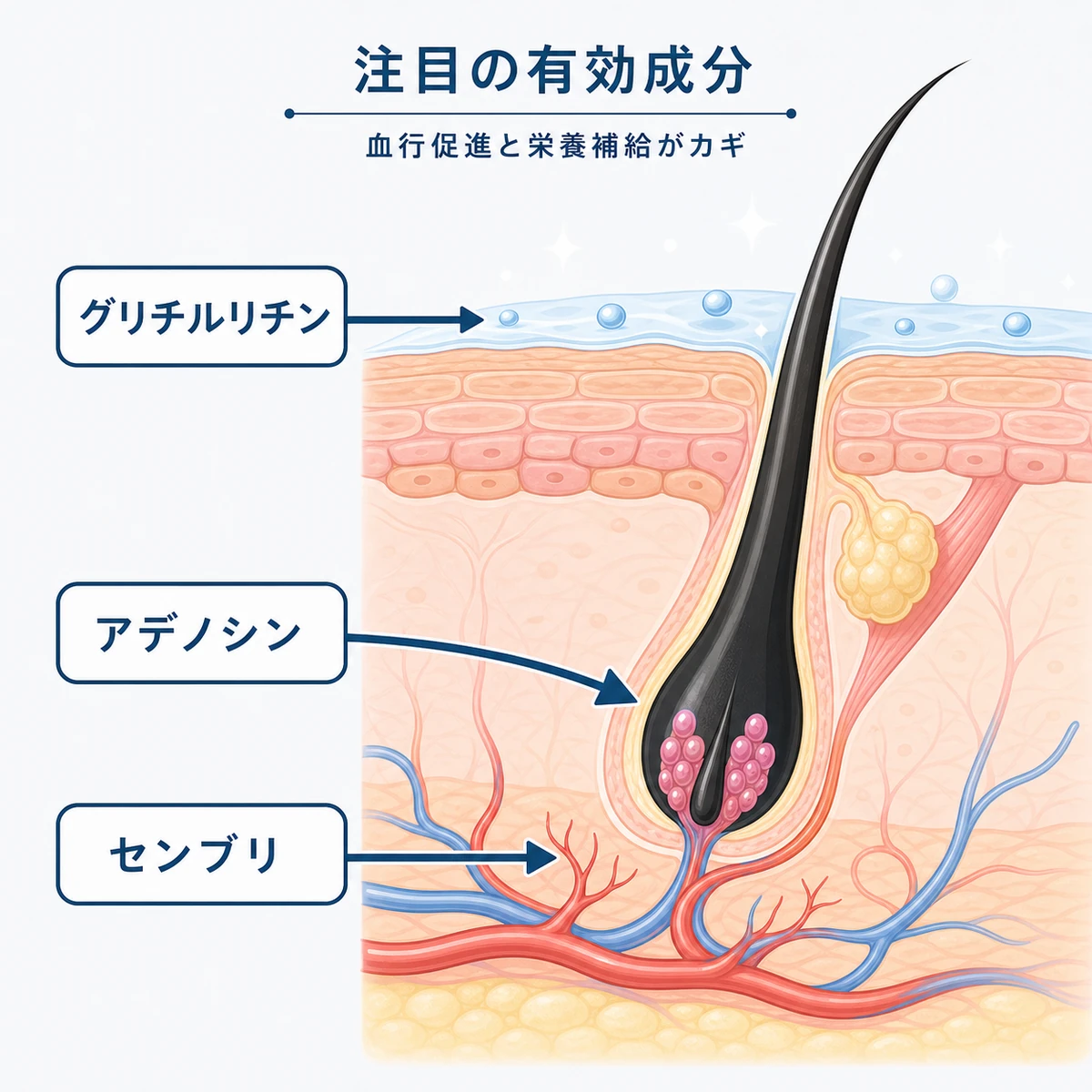 育毛の有効成分が毛根に働きかけるしくみを断面図で表した医療イラスト