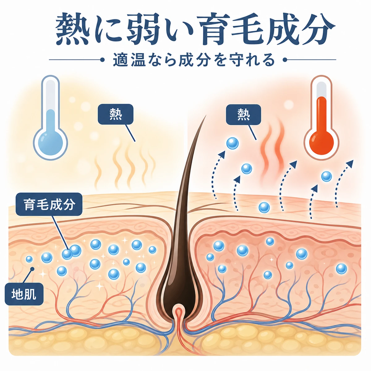 熱に弱い育毛剤の成分が高温で逃げやすいことを断面で表した頭皮イラスト