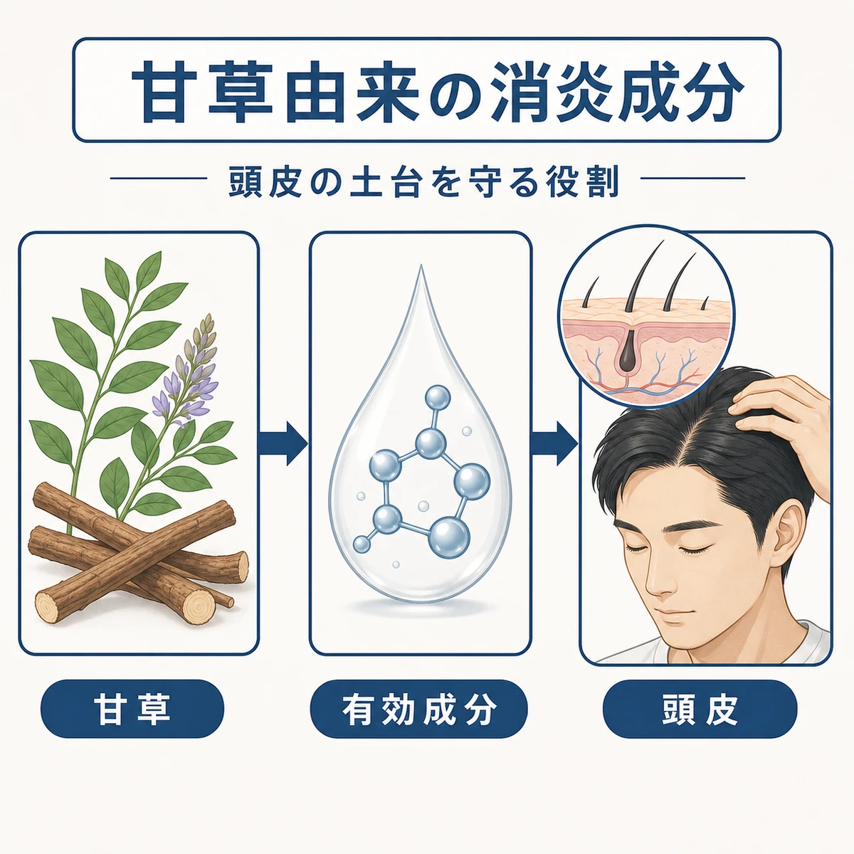 甘草由来のグリチルリチン酸2Kが成分となり頭皮を守る流れを表した医療イラスト