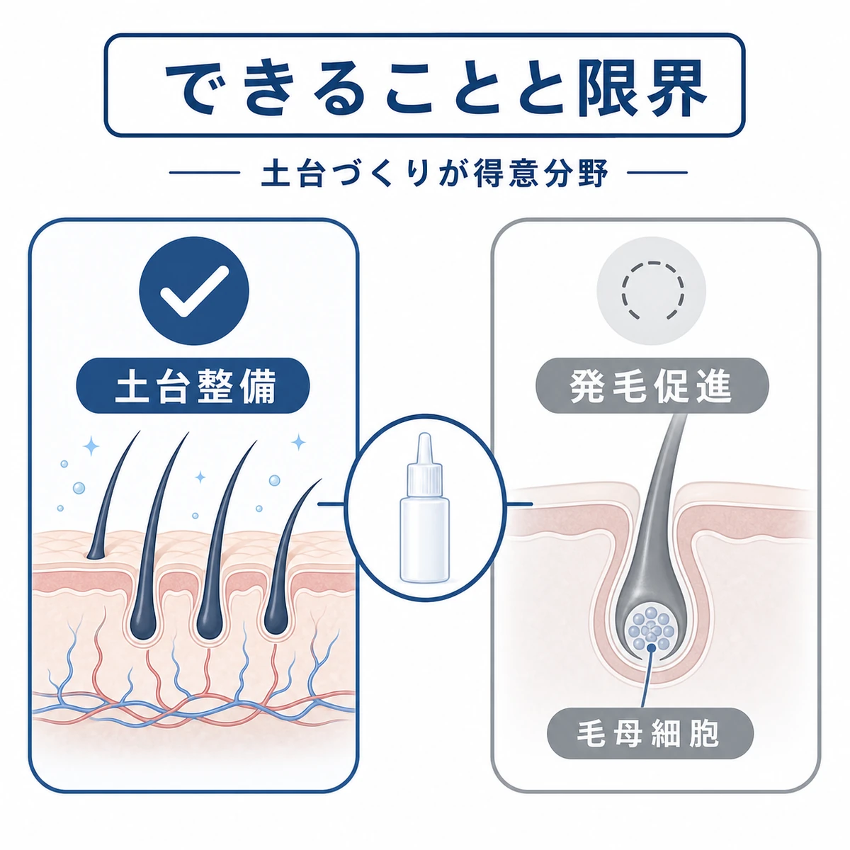 グリチルリチン酸2Kが担う土台づくりと担わない発毛の領域を対比した医療イラスト