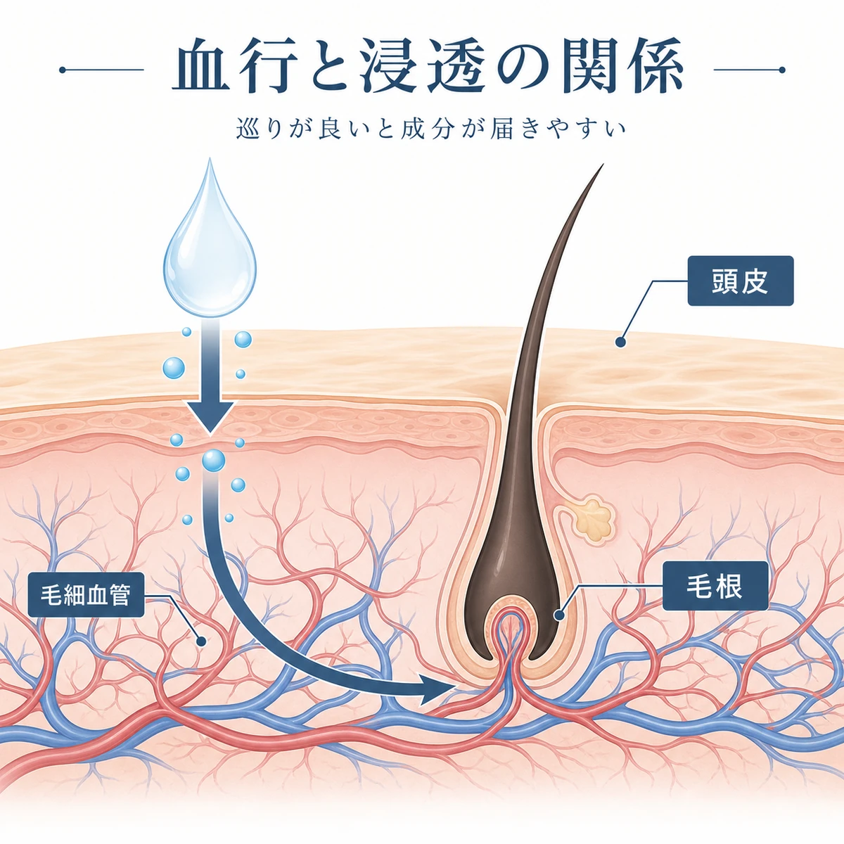 頭皮の血流と育毛剤の浸透の関係を断面で表した解説イラスト