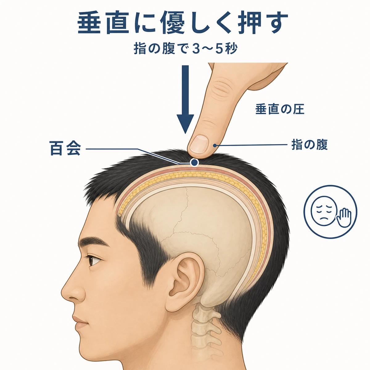 百会を指の腹で垂直に優しく押す頭皮マッサージの手順を断面で表した解説イラスト