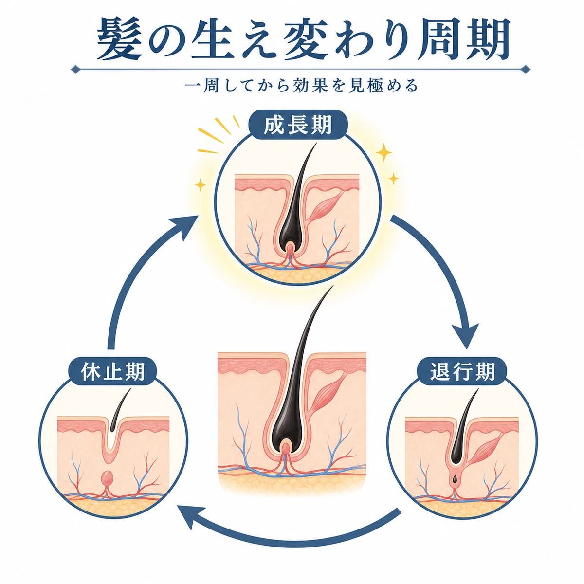 成長期・退行期・休止期が時計回りに一周する髪のヘアサイクルを円環で表した医療イラスト