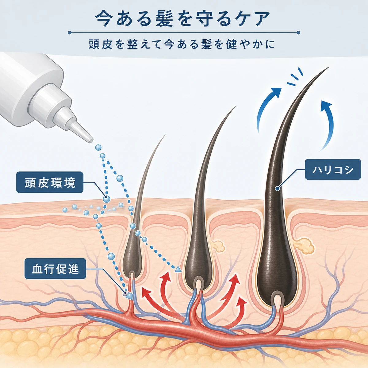 育毛剤が頭皮環境と血行を整えて今ある髪を守る仕組みを表した医療イラスト