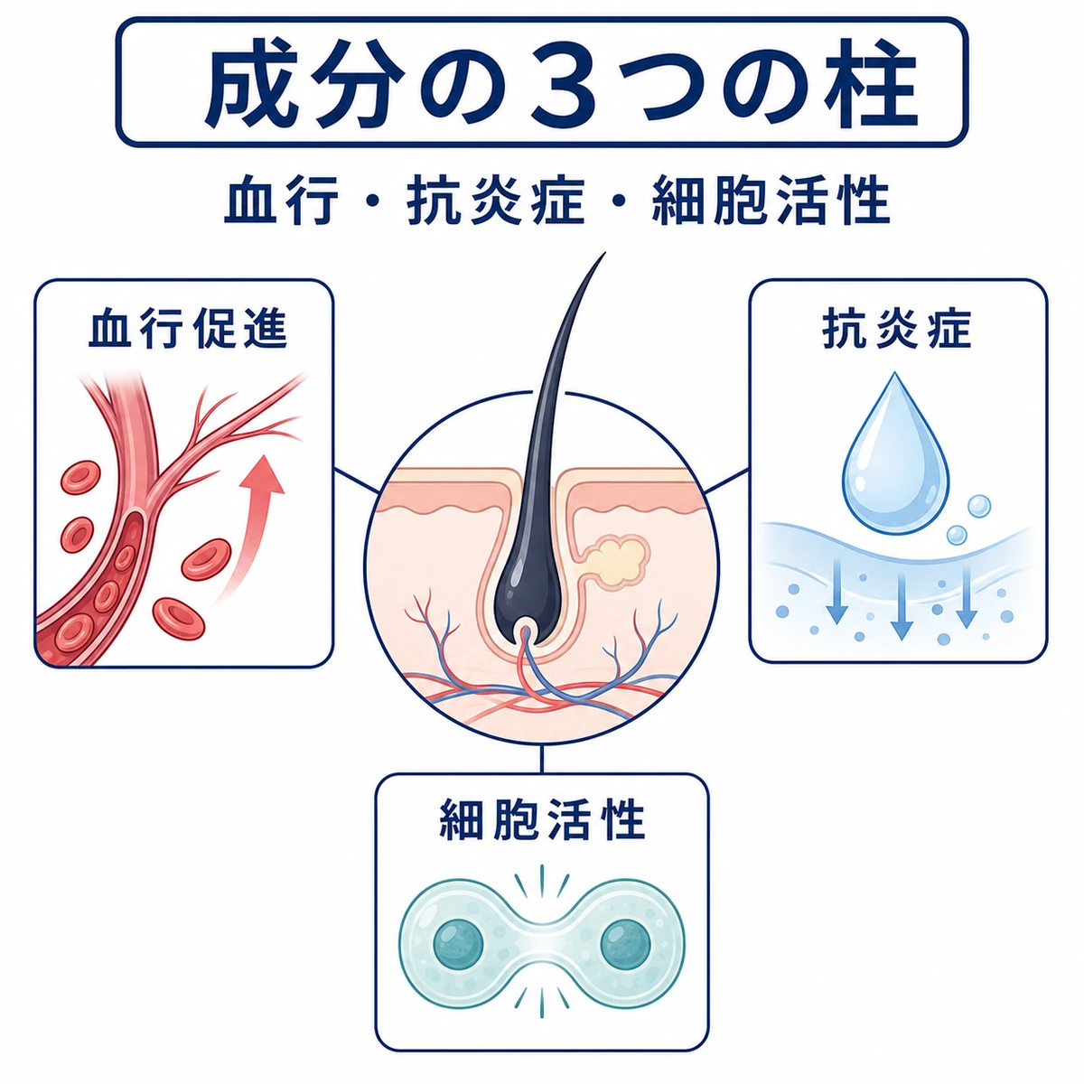血行促進と抗炎症と細胞活性という育毛成分の3分類を表した医療イラスト