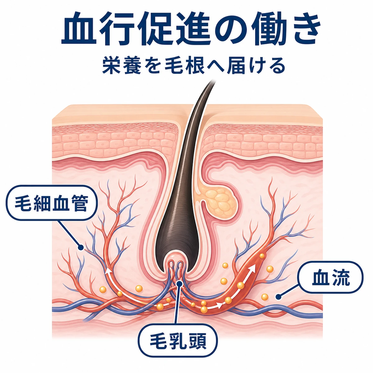 頭皮の断面で血流が毛乳頭へ栄養を届ける血行促進の仕組みを表した医療イラスト