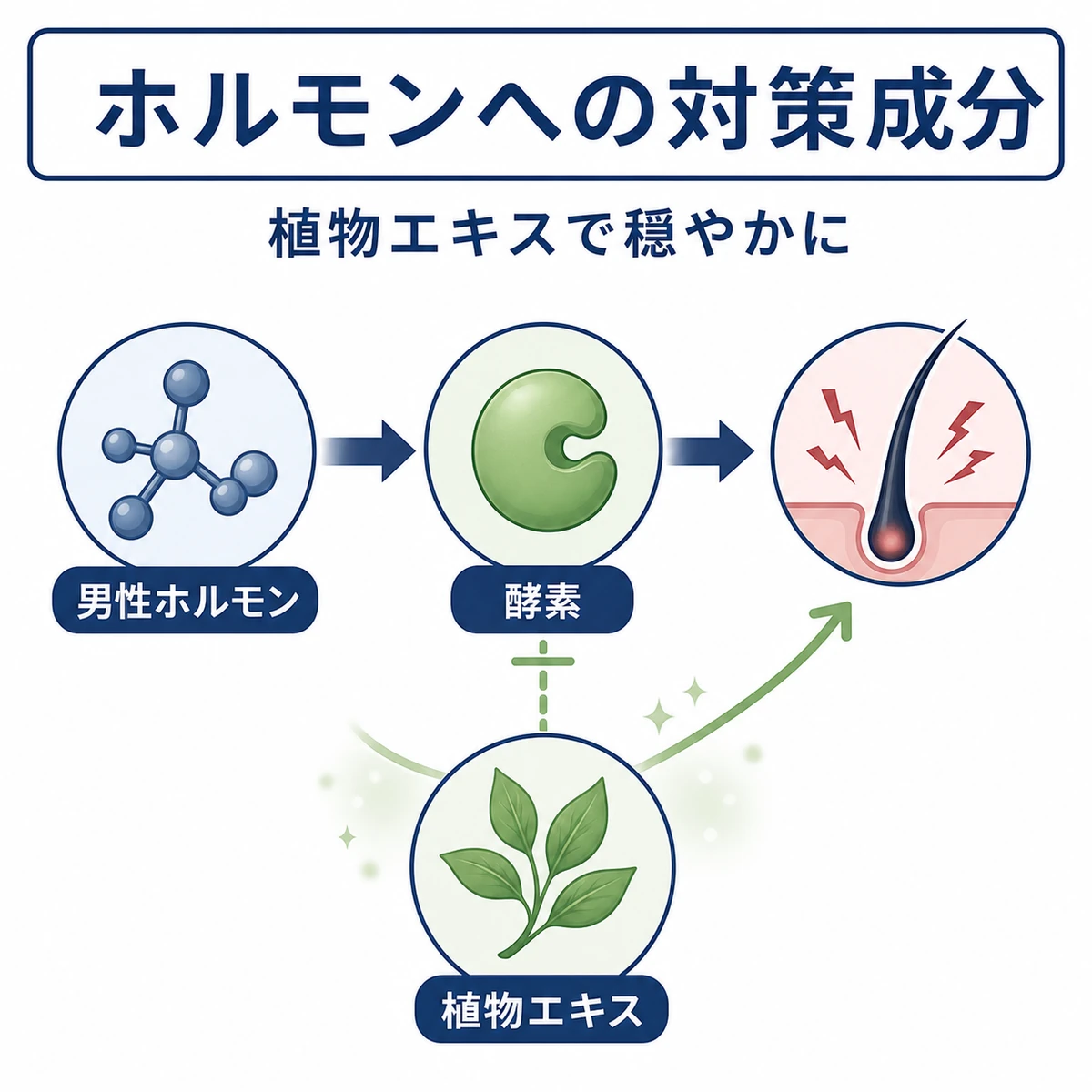 植物エキスが男性ホルモンの変換に穏やかに働きかける脱毛抑制の仕組みを表した医療イラスト