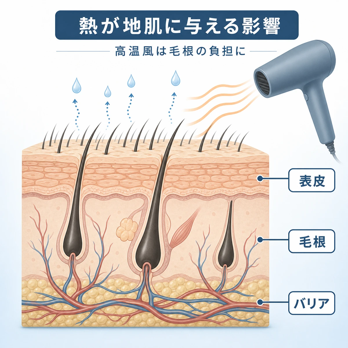 ドライヤーの熱が頭皮の断面に与える影響を表した医療イラスト