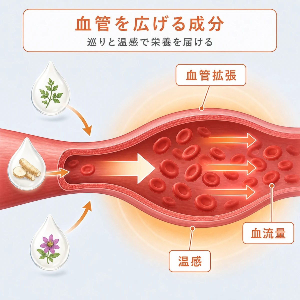 血管拡張成分が末梢の血管を広げ血流量を増やす作用の相関を表した医療イラスト