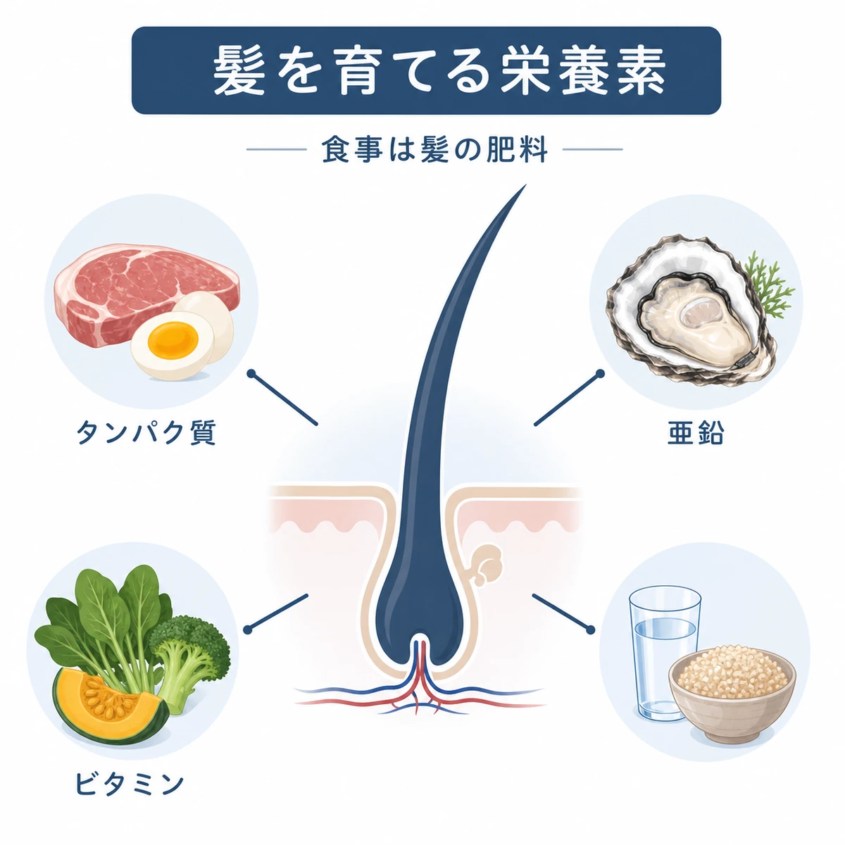毛根を中心にタンパク質や亜鉛やビタミンなど髪を育てる栄養素を放射状に配置した医療イラスト