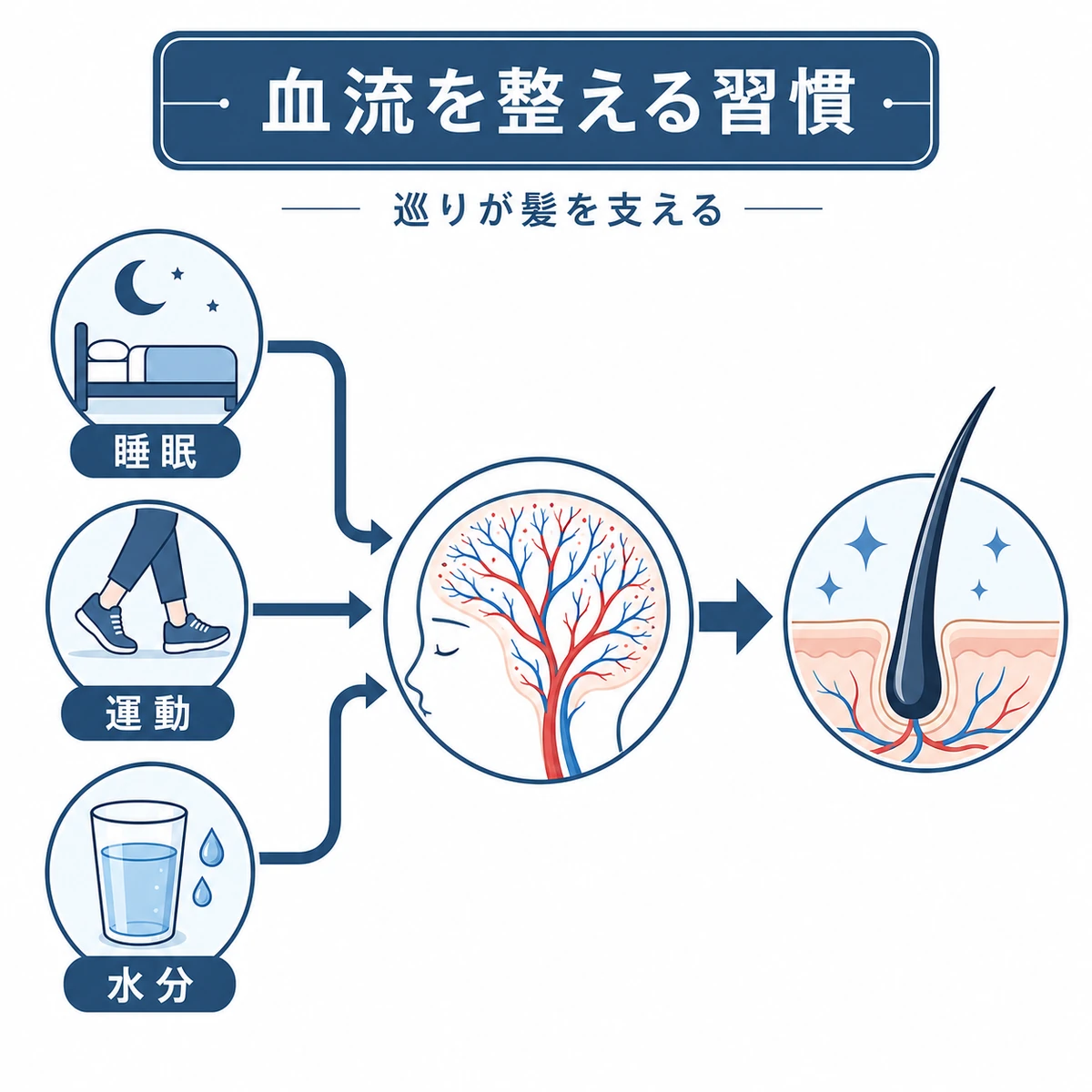 睡眠や運動や水分補給が血流を整え髪の軟毛化を食い止めるつながりを表した医療イラスト
