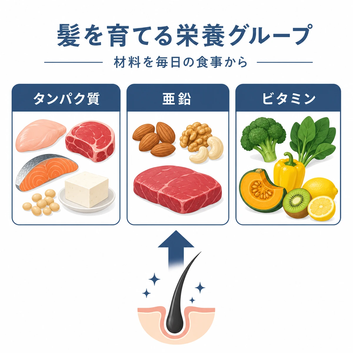 タンパク質と亜鉛とビタミンの3グループに分けた髪を育てる食材を表した頭皮ケアのイラスト