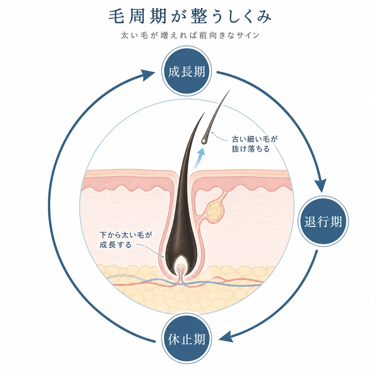 毛周期が成長期から休止期へ正常に循環し始める流れを毛根断面で表した医療イラスト