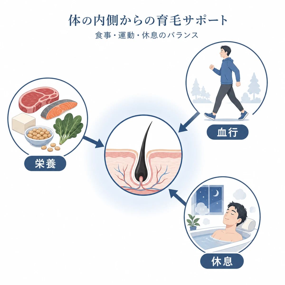 食事と運動と休息が毛根を内側から支える関係を表した医療イラスト