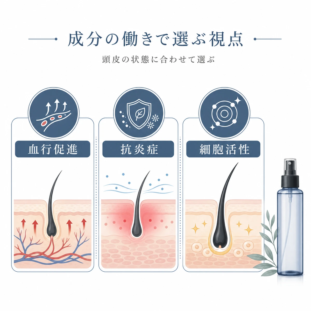 血行促進と抗炎症と細胞活性という育毛剤成分の働きを分類して表した医療イラスト