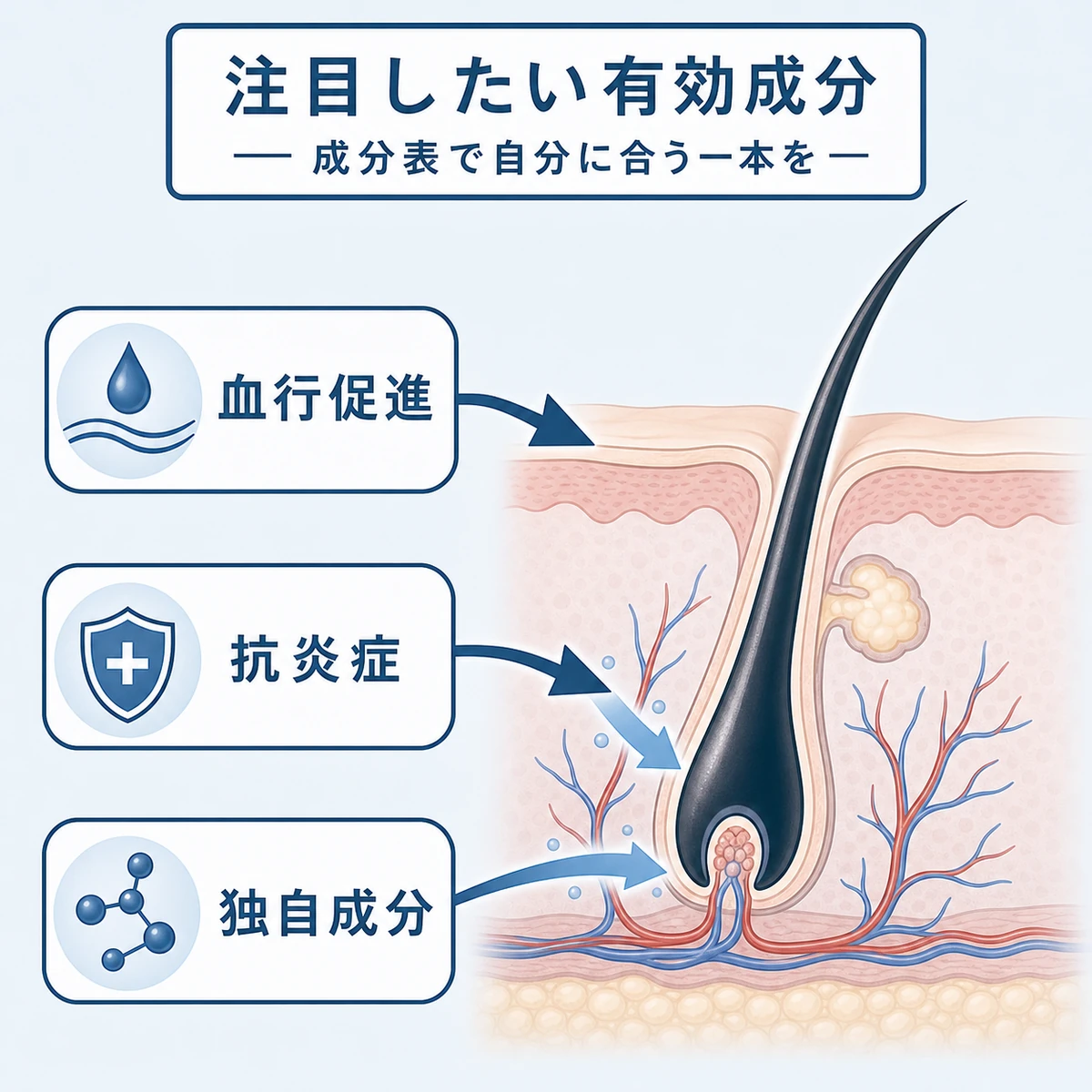頭皮の断面と主要な有効成分の働きを示した医療イラスト