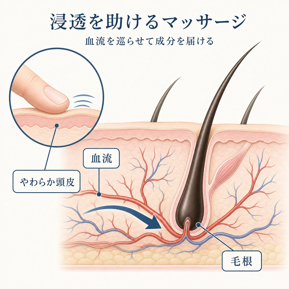 頭皮の断面で血流が毛根へ届く様子を表した男性向け育毛マッサージの医療イラスト