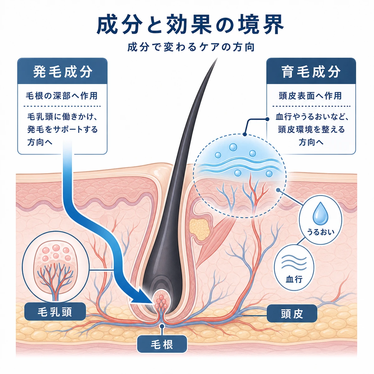 毛根の断面と成分の働きの違いを示した頭皮の医療イラスト