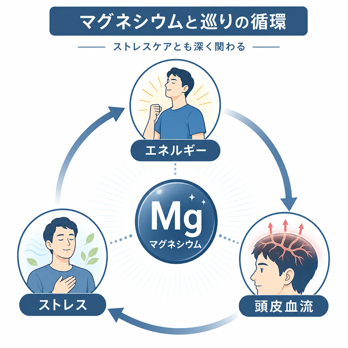 マグネシウムがエネルギーと頭皮血流とストレスに関わる循環を表した医療イラスト