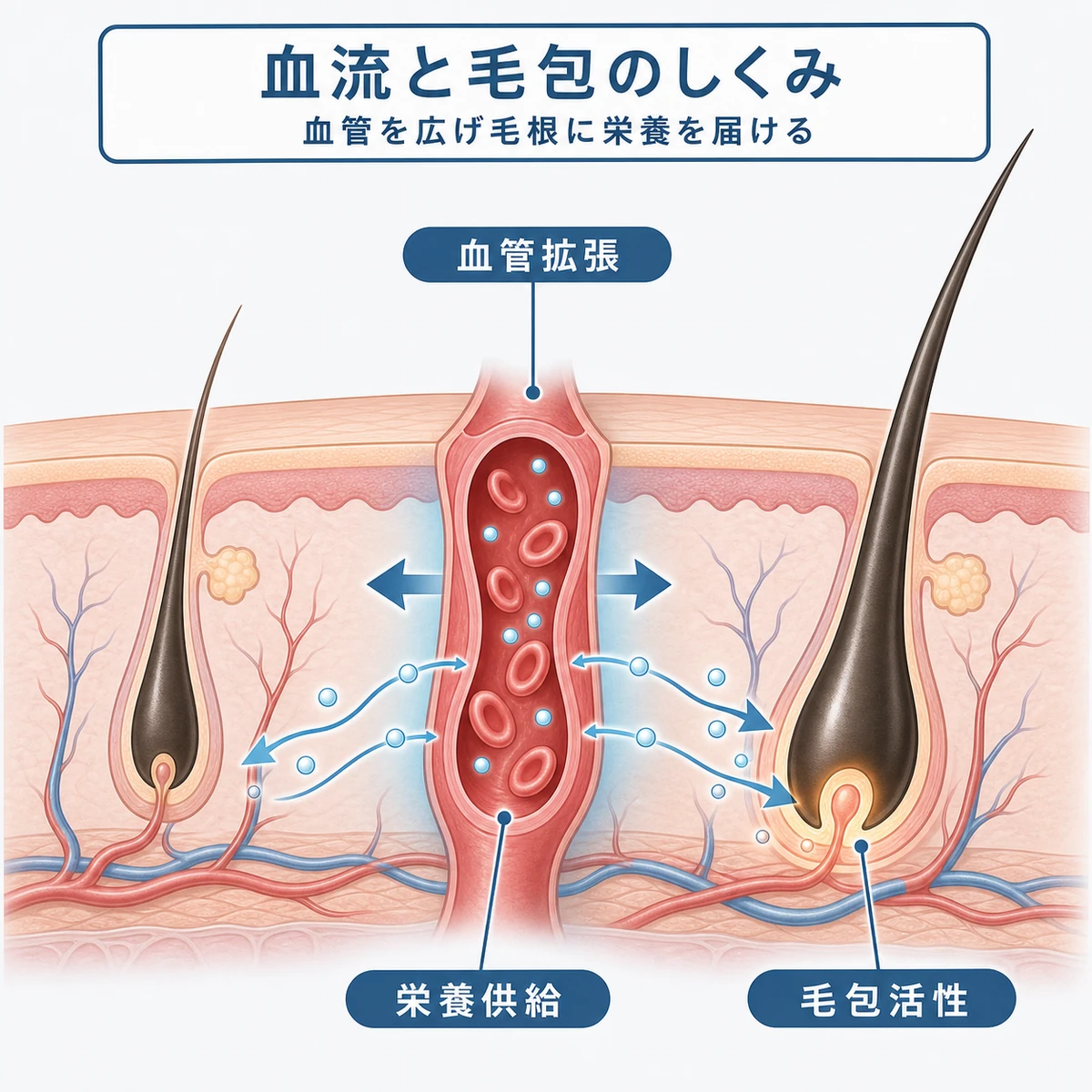 頭皮の血流が増えて毛包が活性化するしくみを表した医療イラスト