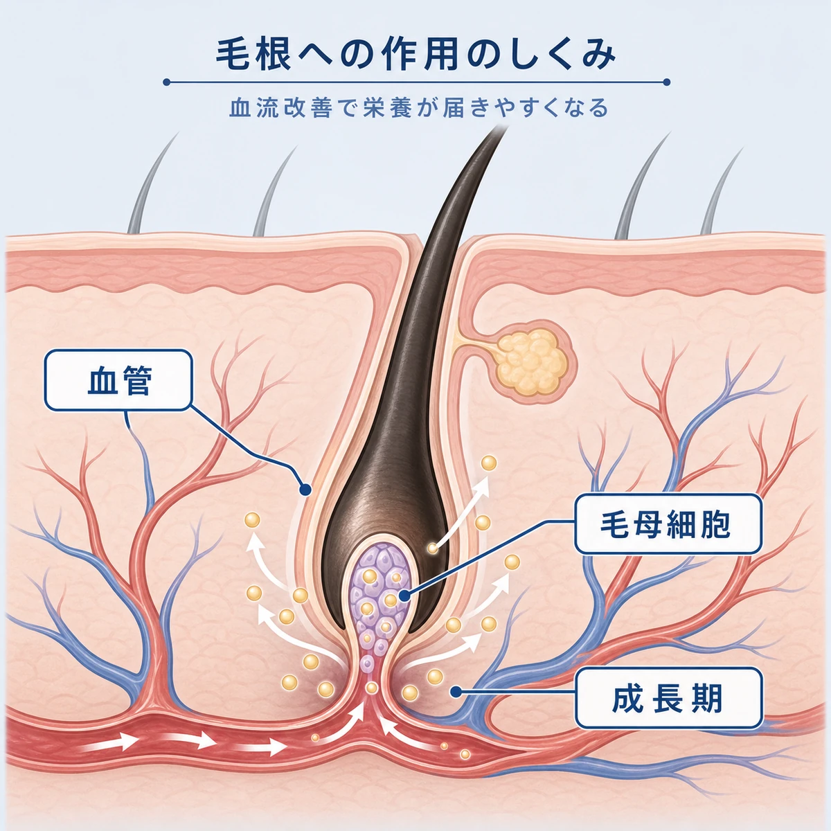 ミノキシジルが毛根の血流と毛母細胞に働きかける作用を表した医療断面イラスト