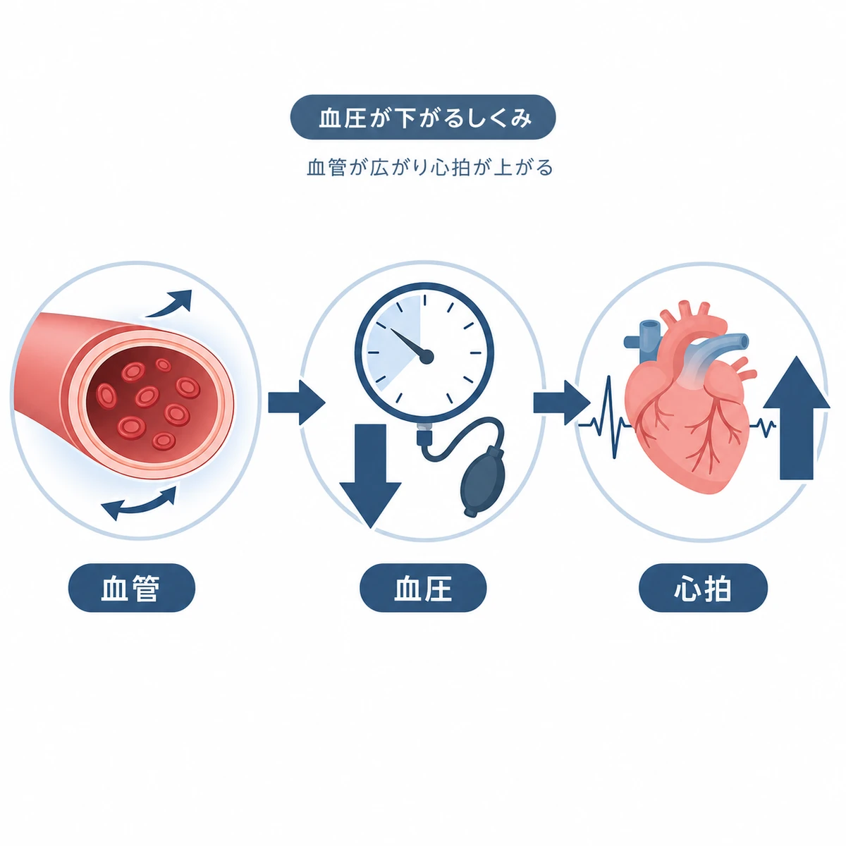 血管拡張から血圧低下と心拍上昇へつながる反応の流れを表した医療イラスト