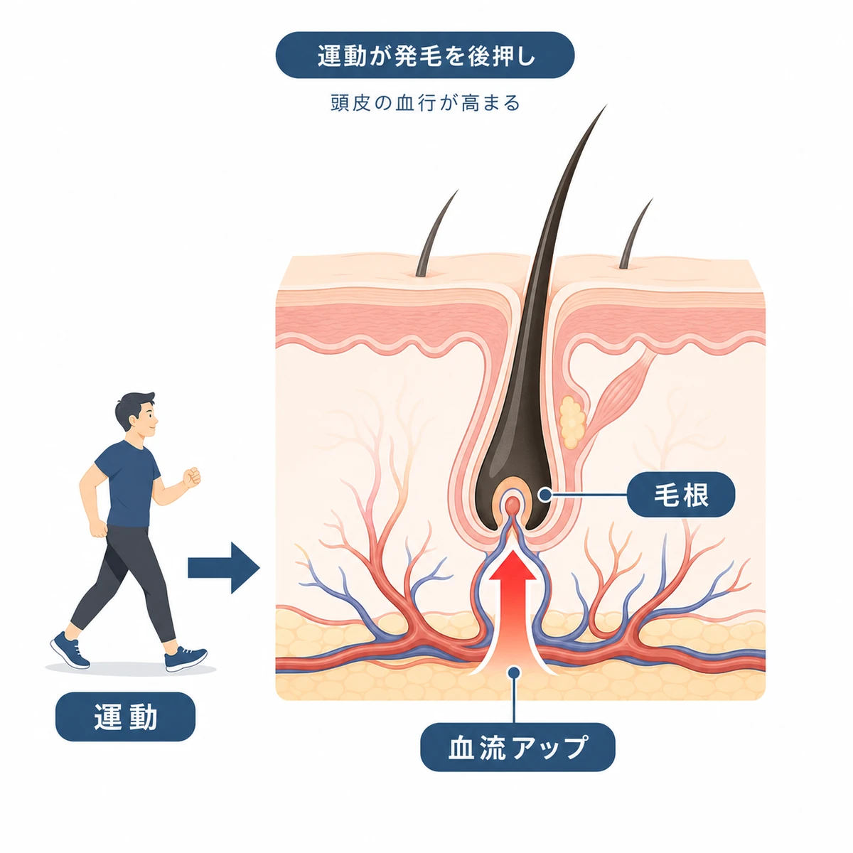 運動で頭皮の血流が高まり毛根へ栄養が届くしくみを表した医療イラスト