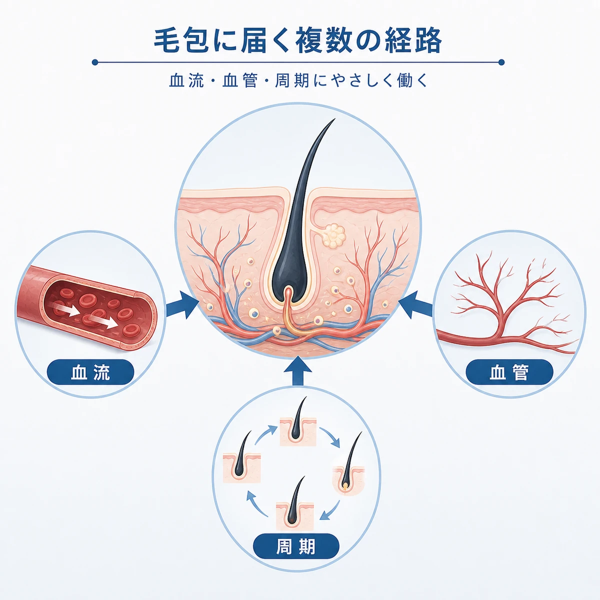 ミノキシジルが複数の経路から毛包に働きかける仕組みを表した医療イラスト